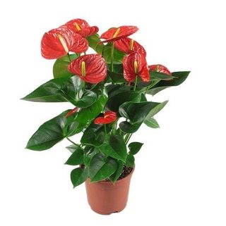 Anturium Sin Maceta- Pequeño