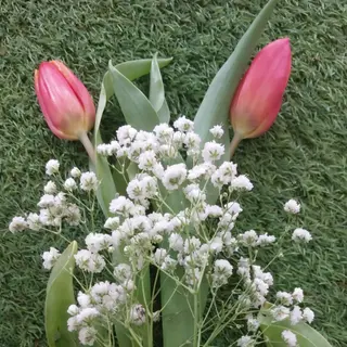 3Tulipanes hoy  preparados