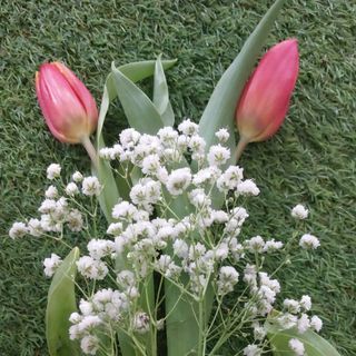 3Tulipanes preparados