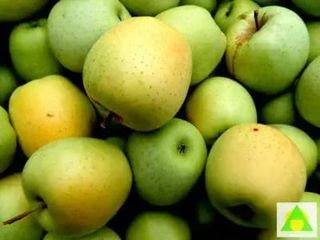 Jabuka zlatni delišes