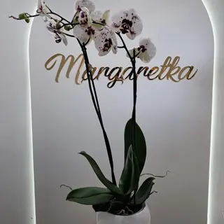Storczyk biały 80 cm + osłonka