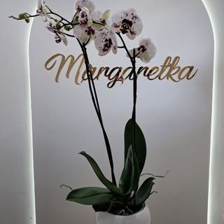 Storczyk biały 80 cm + osłonka