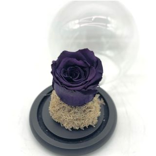 Cloche Purple Eternal Rose
