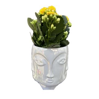 Kalanchoe com vaso cerâmica rosto 