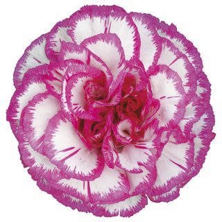 Clavel Bicolor Fucsia/Blanco Flr Suelta(Por unidad/No es un ramo/No bouqut)