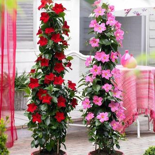 Piante di diplandenia 