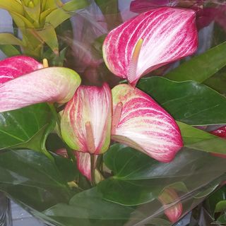 Pianta Anthurium grande da interno colore particolare