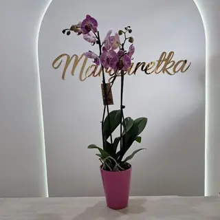 Storczyk fiolet 80 cm + osłonka