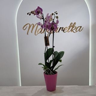 Storczyk fiolet 80 cm + osłonka