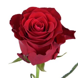 Троянда Родос (1шт)