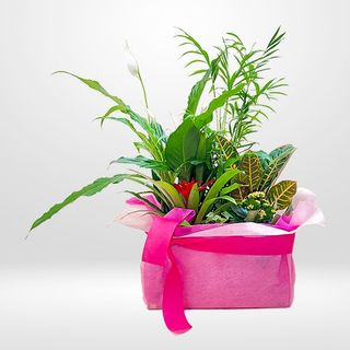 Composición de plantas sobre originales recipientes