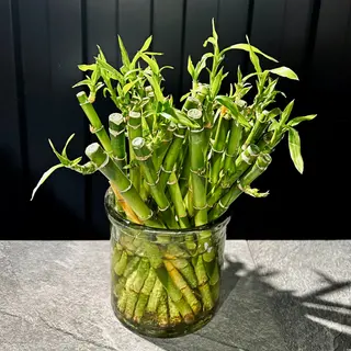 Rama de Bambu pequeña unidad