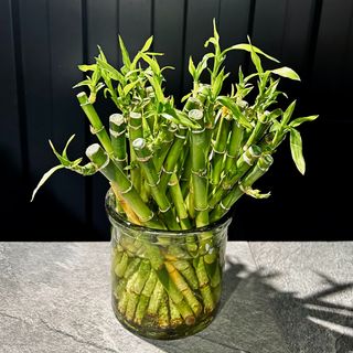 Rama de Bambu pequeña unidad