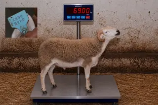 04466582 - 69 Kg