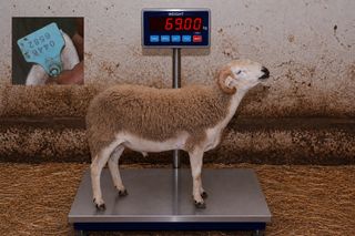 04466582 - 69 Kg