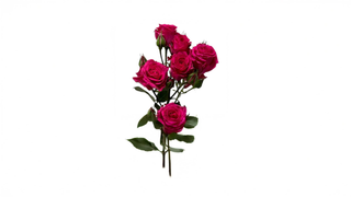 1  ცალი წითელი სპრეი ვარდი