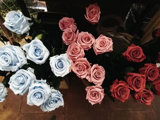Rosas Eternas (5 Uds.)