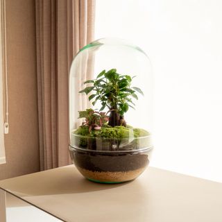 Natura Ookii - Jardín En Un Bol