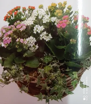 Tiesto De Flores Variadas