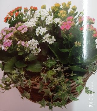 Tiesto De Flores Variadas