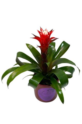 Bromelia