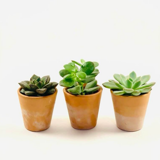 Conjunto Suculentas