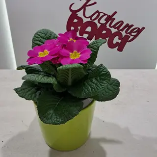 Primula w doniczce ceramicznej z dodatkiem 