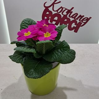 Primula w doniczce ceramicznej z dodatkiem 
