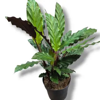 Calathea 