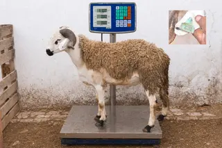 01260606 - 63 Kg