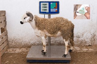 01260606 - 63 Kg