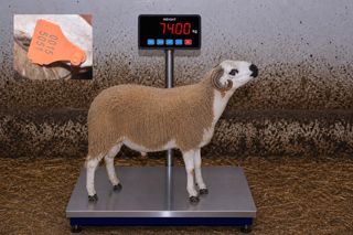 00155051 - 74 Kg