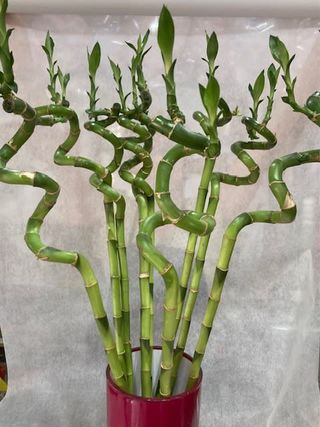 lucky bamboo