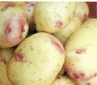 Papa Ojo Rosado del Pais Kg.