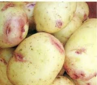 Papa Ojo Rosado del Pais Kg.