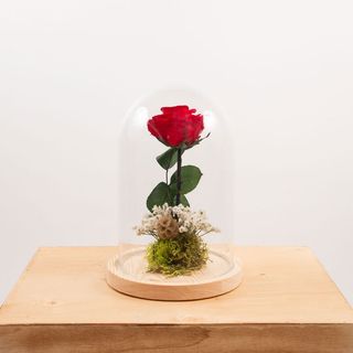 Cúpula Rosa "Bella Y Bestia" Roja