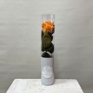 Rosa preservada Naranja