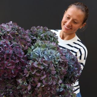 Tallo De Hortensia Jumbo Violeta