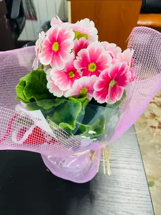 pianta primroses