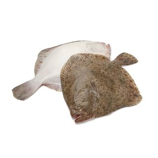 Turbot