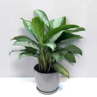 Aglonema