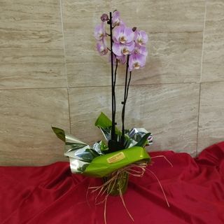 Orquidea 2 Varas Color Variado (50 Cm.)