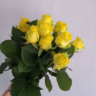 Троянда жовта 9 шт