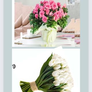 Bouquet + pianta ( tulipani bianchi e azalea)