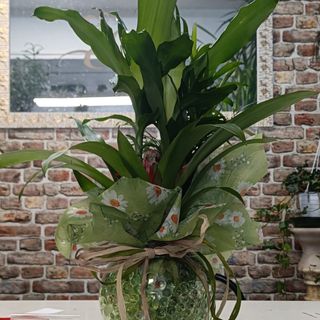 Composizione di piante con gel con vaso in vetro 