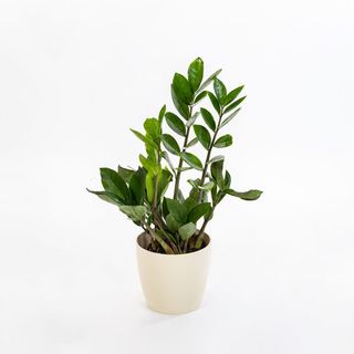 Zamia Culcas o Pianta di Padre Pio con vaso in ceramica