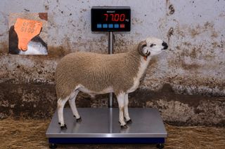 00155049 - 77 Kg