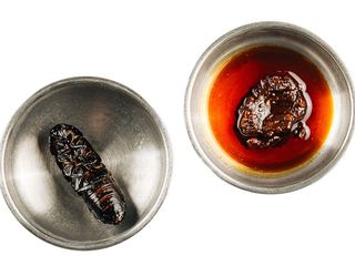 Хрусткий мадагаскарський тарган (10/10g)