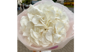 Hortensja w opakowaniu