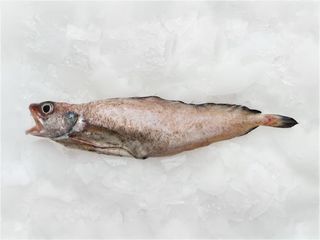 Tabinja - Phycis phycis FOX